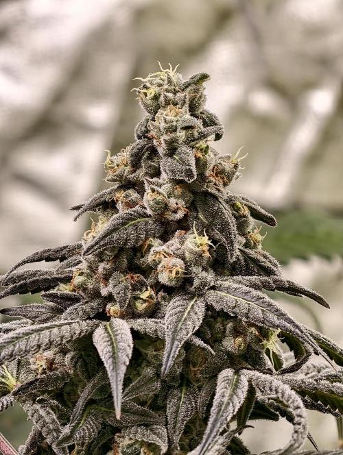 F002 Dutch Passion test strain. Week 12
