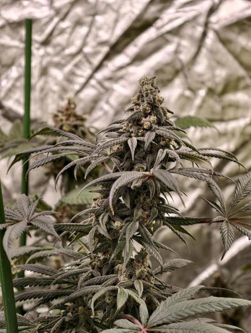 F002 Dutch Passion test strain. Week 12