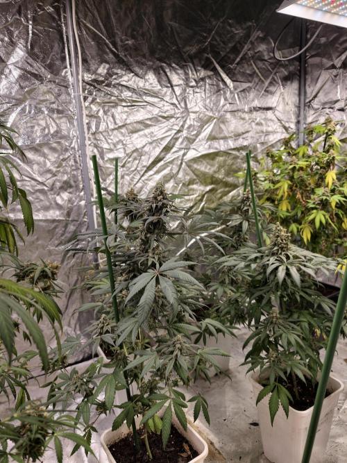 F002 Dutch Passion test strain. Week 12