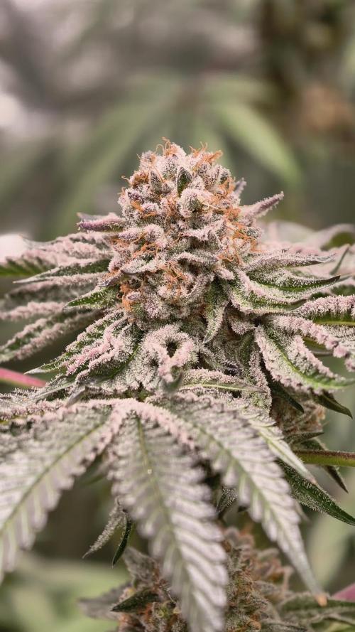 F008 Dutch Passion test strain
