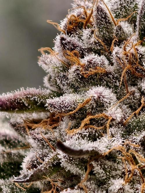 F008 Dutch Passion test strain. Week 12
