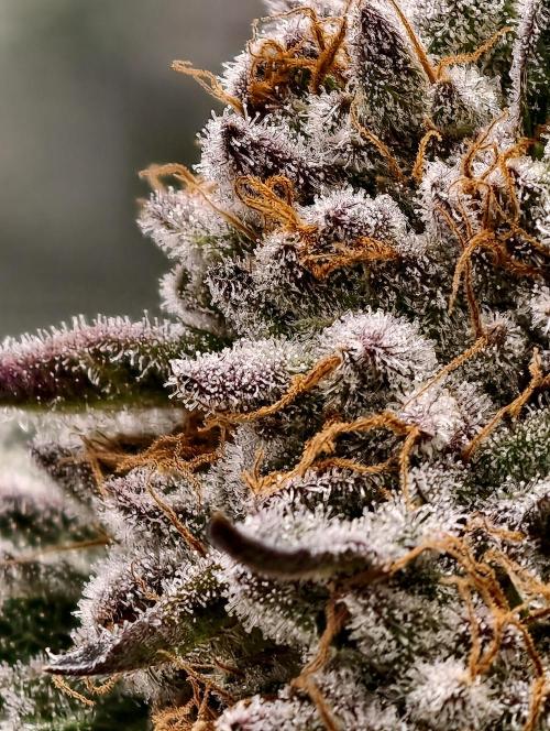 F008 Dutch Passion test strain. Week 12