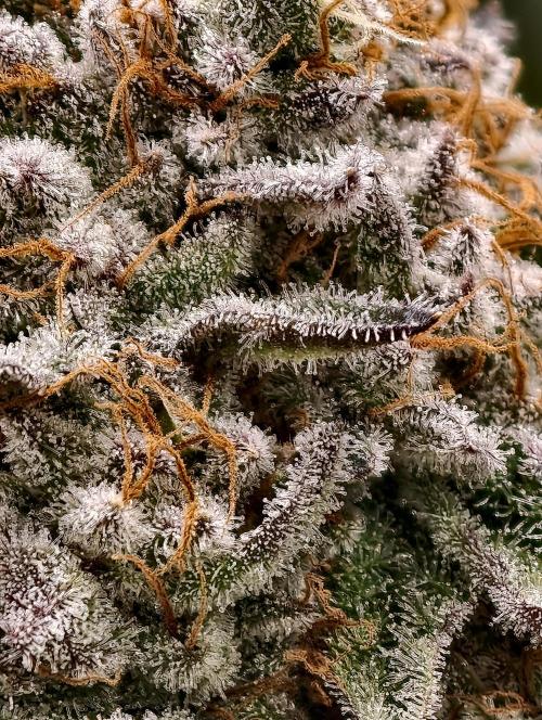 F008 Dutch Passion test strain. Week 12