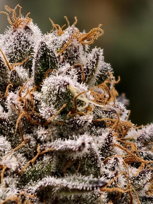 F008 Dutch Passion test strain. Week 12