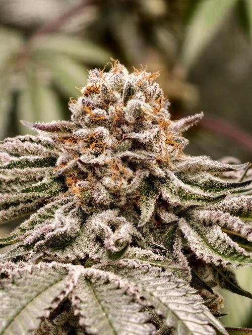 F008 Dutch Passion test strain. Week 12