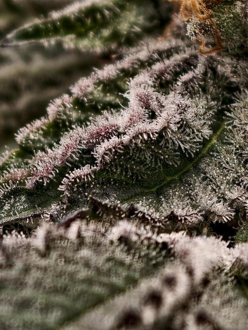 F008 Dutch Passion test strain. Week 12