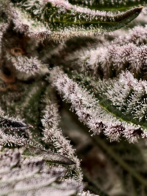 F008 Dutch Passion test strain. Week 12