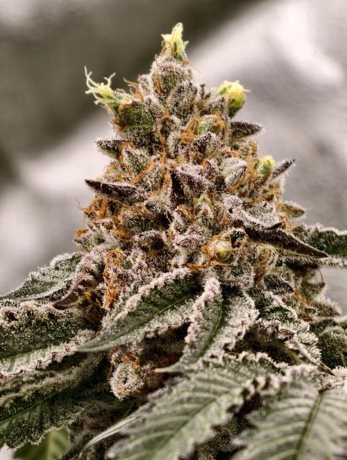 F008 Dutch Passion test strain. Week 12