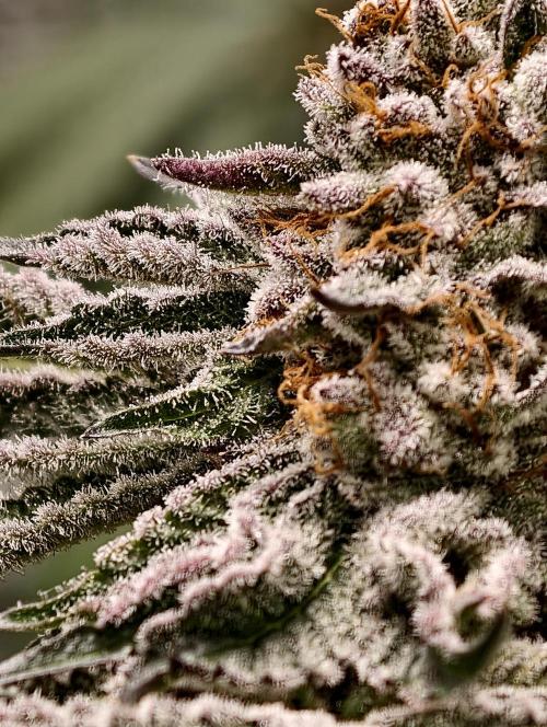 F008 Dutch Passion test strain. Week 12