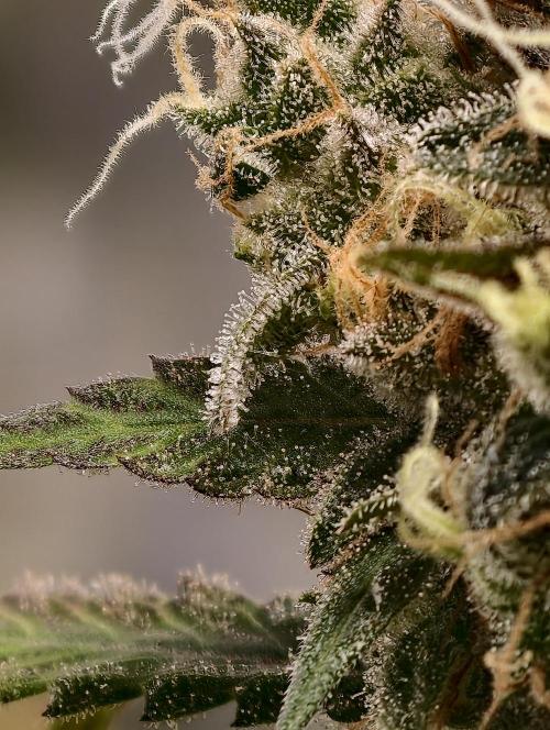 F025 Dutch Passion test strain. Week 11