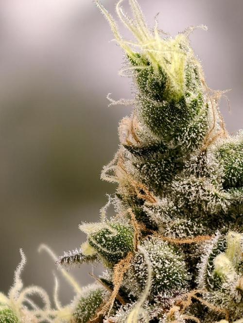 F025 Dutch Passion test strain. Week 11