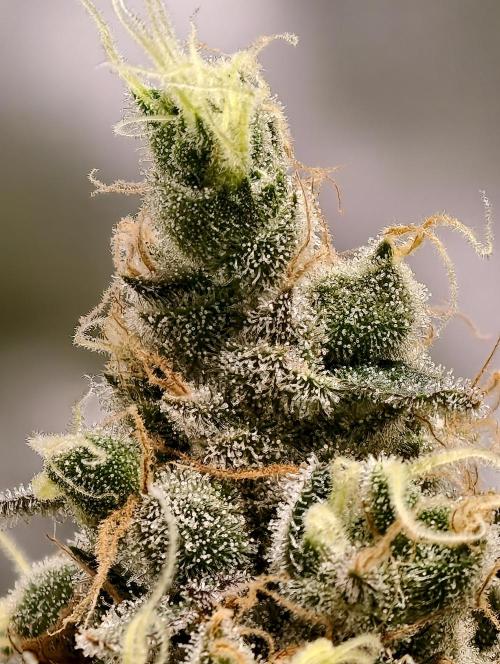 F025 Dutch Passion test strain. Week 11