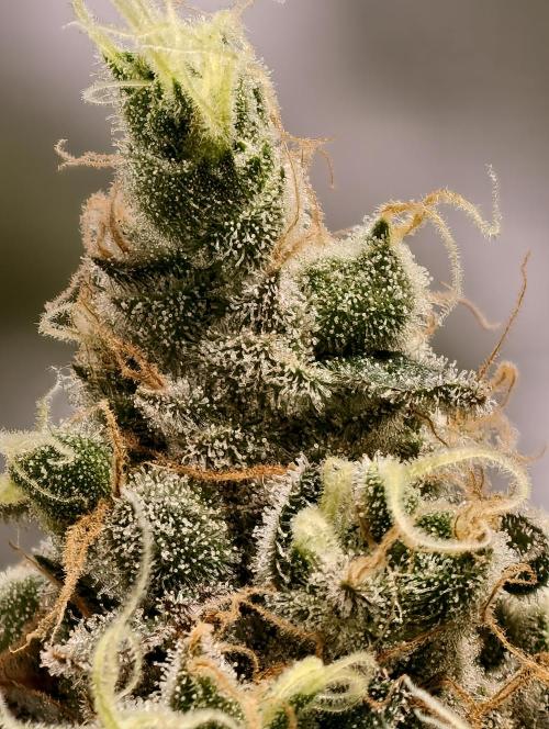F025 Dutch Passion test strain. Week 11