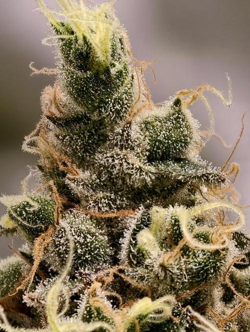 F025 Dutch Passion test strain. Week 11