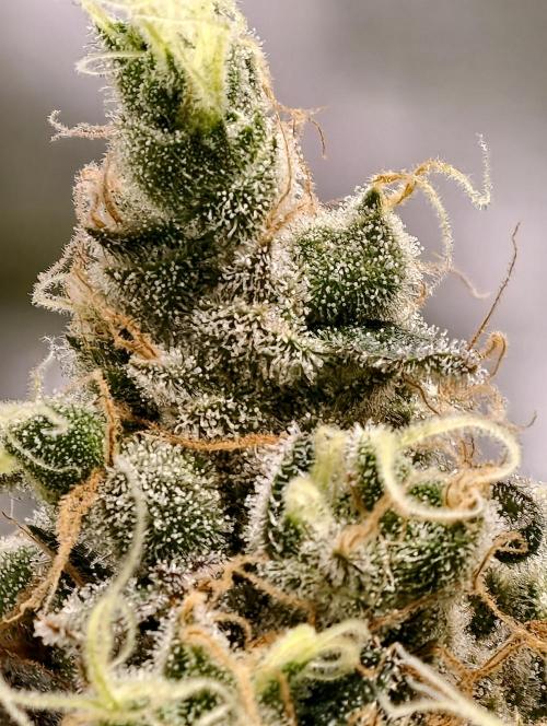 F025 Dutch Passion test strain. Week 11