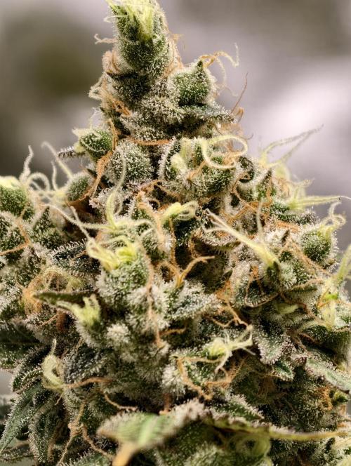 F025 Dutch Passion test strain. Week 11