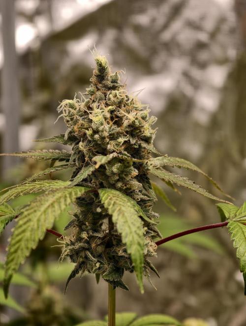 F025 Dutch Passion test strain. Week 11