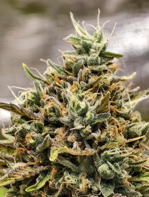F026 Dutch Passion test strain. Week 11