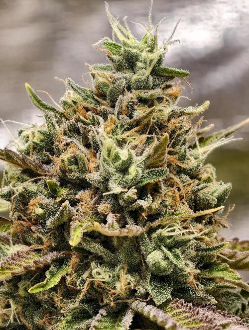 F026 Dutch Passion test strain. Week 11