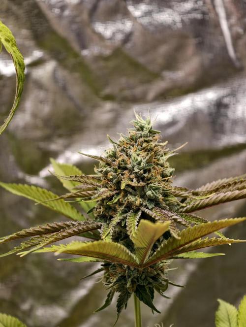 F026 Dutch Passion test strain. Week 11