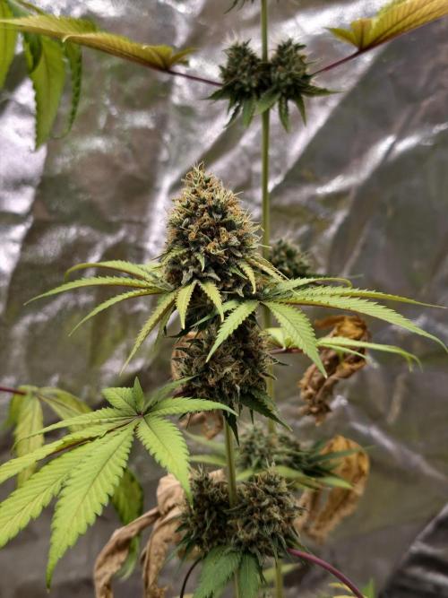 F026 Dutch Passion test strain. Week 11
