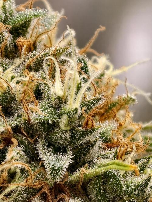 F026 Dutch Passion test strain. Week 11