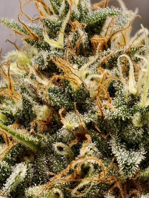 F026 Dutch Passion test strain. Week 11