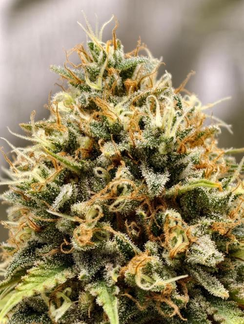 F026 Dutch Passion test strain. Week 11