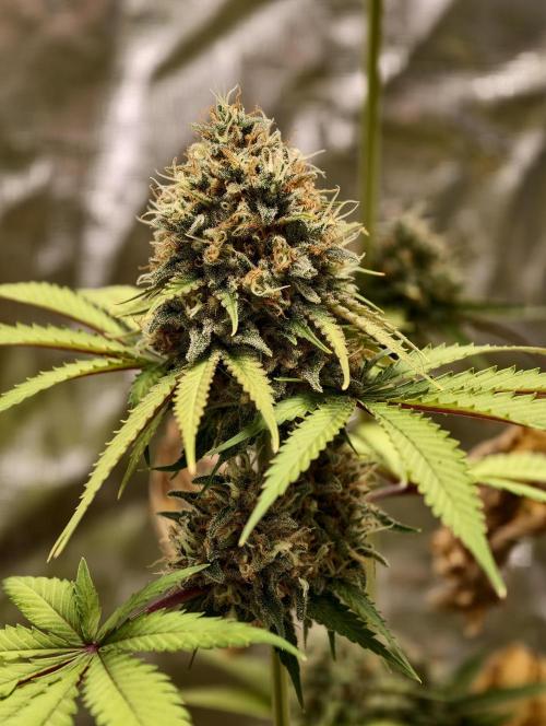 F026 Dutch Passion test strain. Week 11