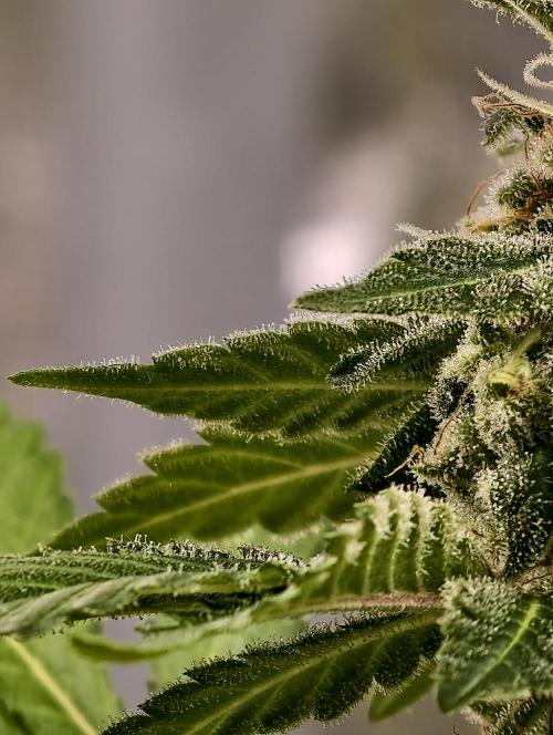 F027 Dutch Passion test strain. Week 11