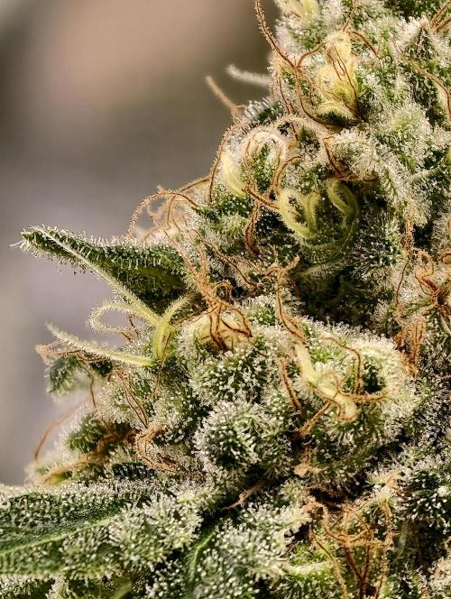 F027 Dutch Passion test strain. Week 11