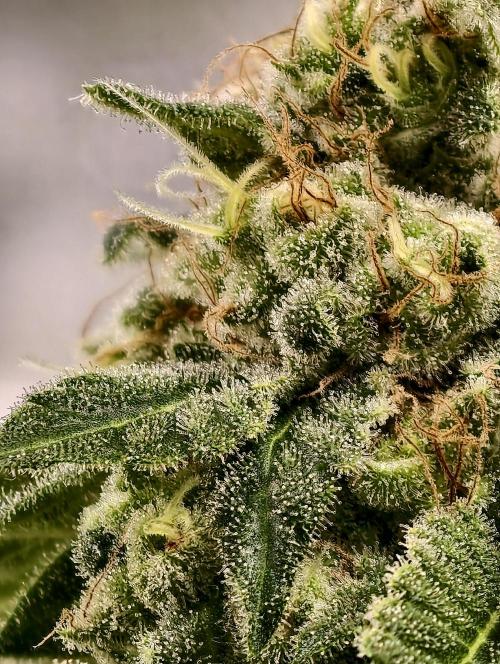 F027 Dutch Passion test strain. Week 11