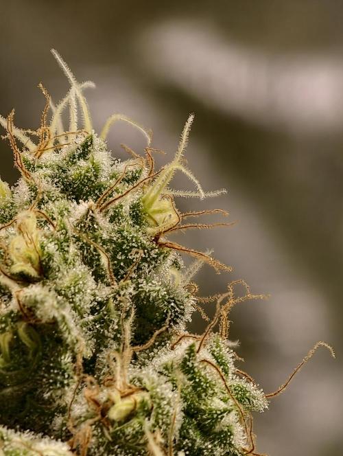 F027 Dutch Passion test strain. Week 11