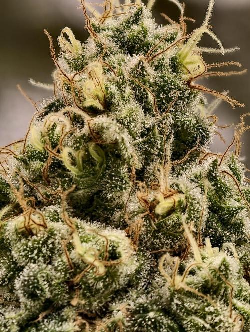 F027 Dutch Passion test strain. Week 11