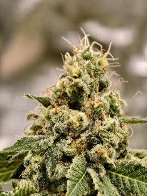 F027 Dutch Passion test strain. Week 11