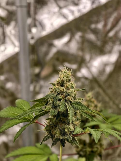F027 Dutch Passion test strain. Week 11