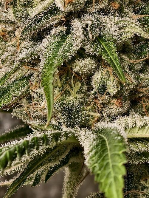 F028 Dutch Passion test strain. Week 11