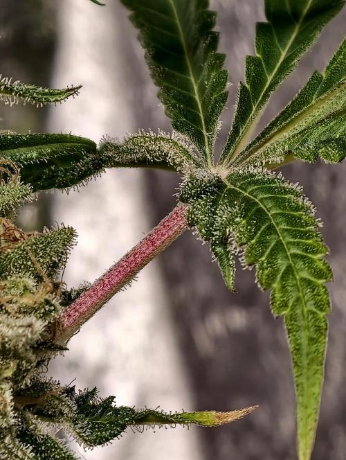 F028 Dutch Passion test strain. Week 11