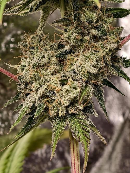 F028 Dutch Passion test strain. Week 11