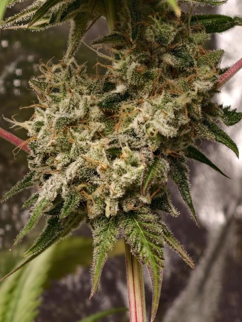 F028 Dutch Passion test strain. Week 11