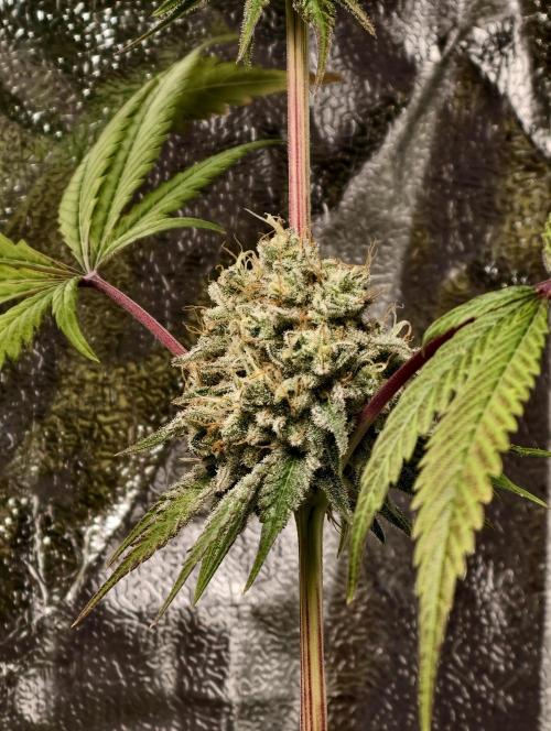F028 Dutch Passion test strain. Week 11