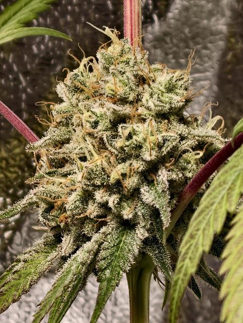 F028 Dutch Passion test strain. Week 11
