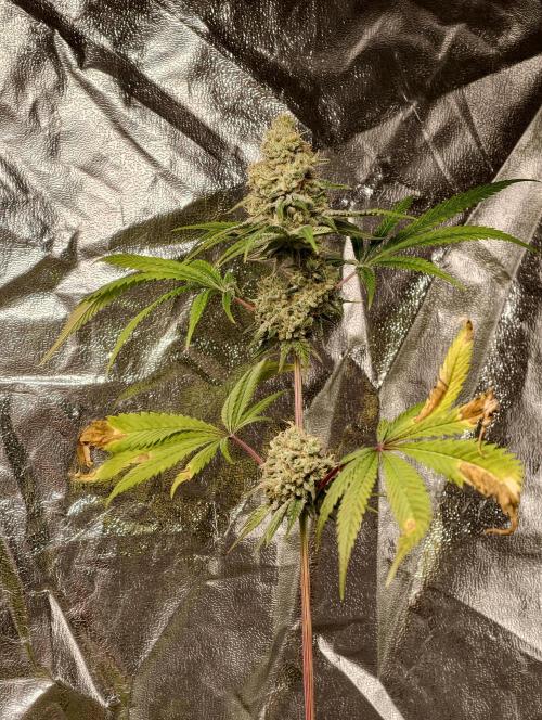 F028 Dutch Passion test strain. Week 11