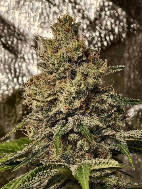 F028 Dutch Passion test strain. Week 11
