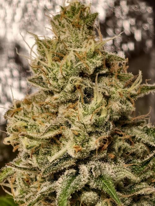 F028 Dutch Passion test strain. Week 11