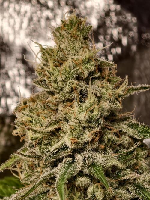 F028 Dutch Passion test strain. Week 11