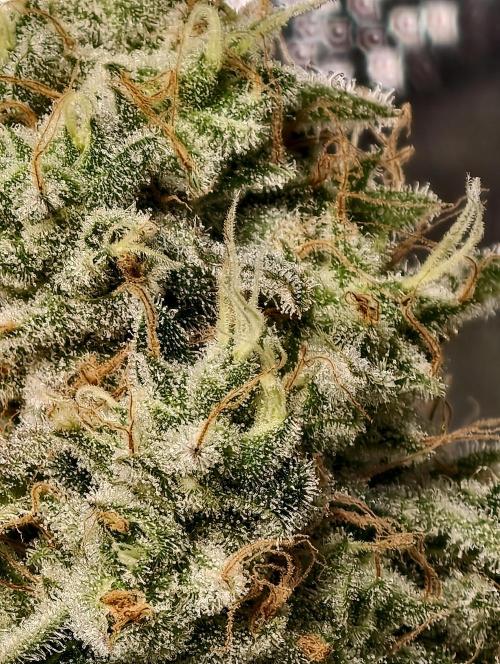 F028 Dutch Passion test strain. Week 11