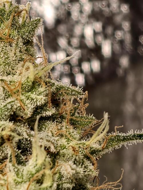 F028 Dutch Passion test strain. Week 11