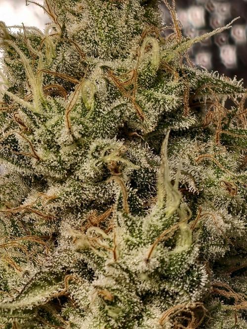 F028 Dutch Passion test strain. Week 11