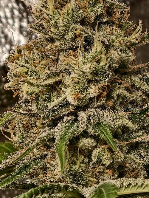 F028 Dutch Passion test strain. Week 11